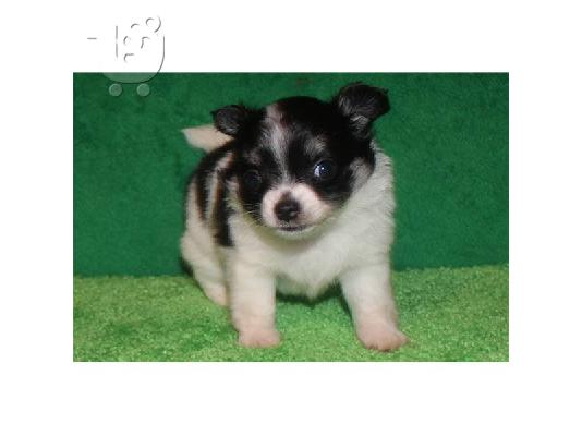 PoulaTo: ΚΑΛΑΙΣΘΗΤΟ PUPPY CHIHUAHUA για υιοθεσία